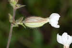 Bladder campion